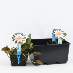 Waterlelie (Nymphaea 'Marliacea Carnea') 7 Waterlelie (Nymphaea 'Marliacea Carnea') -Groene Wereld nymphaea marliacea carnea 3l 20180409120016