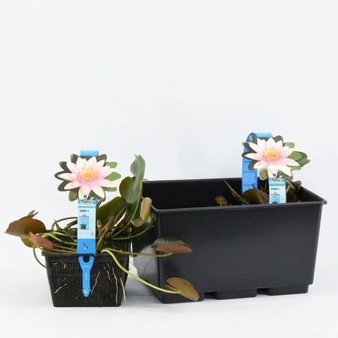 Waterlelie (Nymphaea 'Marliacea Carnea') 5 Waterlelie (Nymphaea 'Marliacea Carnea') - Afbeelding 3