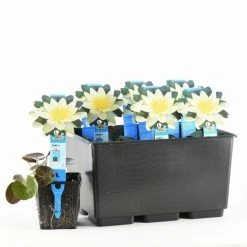 Waterlelie (Nymphaea 'Pygmaea Helvola') 7 Waterlelie (Nymphaea 'Pygmaea Helvola') -Groene Wereld nymphaea pygmaea helvola 20170630103528