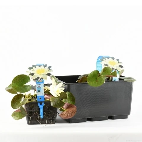 Waterlelie (Nymphaea 'Pygmaea Helvola') 4 Waterlelie (Nymphaea 'Pygmaea Helvola') - Afbeelding 2