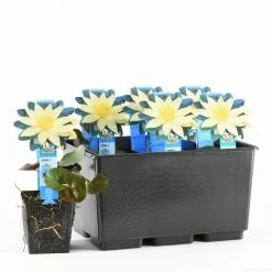 Waterlelie (Nymphaea 'Sulphurea') -Groene Wereld nymphaea sulphurea 20170630103836