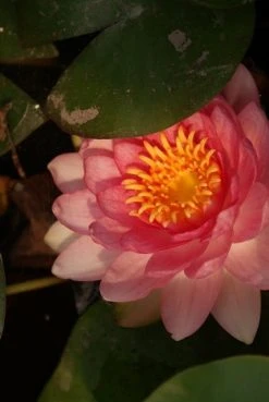 Waterlelie Fabiola (Nymphea 'Fabiola') 8 Waterlelie Fabiola (Nymphea 'Fabiola') -Groene Wereld nymphea fabiola aqua sifra 4 65 1