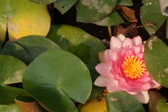 Waterlelie Fabiola (Nymphea 'Fabiola') 4 Waterlelie Fabiola (Nymphea 'Fabiola') - Afbeelding 2