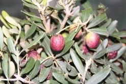 Olijf Als Struik (Olea Europaea) -Groene Wereld olea europaea 2 1
