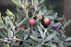 Olijf Als Struik (Olea Europaea) -Groene Wereld olea europaea 3 1