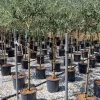 Olijf Als Halfstam (Olea Europaea 'leccino') -Groene Wereld olea europaea leccino halfstam 1 1
