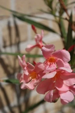 Roze Oleander (Nerium Oleander) 11 Roze Oleander (Nerium Oleander) -Groene Wereld oleander 5