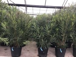 Smalbladige Oleander (Nerium Oleander 'Papa Gambetta') 7 Smalbladige Oleander (Nerium Oleander 'Papa Gambetta') -Groene Wereld oleanderpapagambetta 1
