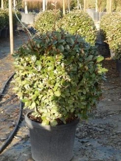 Olijfwilg Als Bol (Elaeagnus Ebbingei 'Compacta') 18 Olijfwilg Als Bol (Elaeagnus Ebbingei 'Compacta') -Groene Wereld olijfwilg bollen 6070cm 3