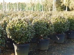 Olijfwilg Als Bol (Elaeagnus Ebbingei 'Compacta') 20 Olijfwilg Als Bol (Elaeagnus Ebbingei 'Compacta') -Groene Wereld olijfwilg bollen 6070cm 4 1