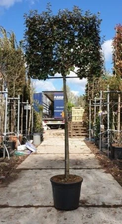 Olijfwilg Halfstam Als Leiboom (Elaeagnus Ebbingei) -Groene Wereld olijfwilg leivorm 2