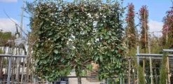 Olijfwilg Halfstam Als Leiboom (Elaeagnus Ebbingei) -Groene Wereld olijfwilg scherm 1