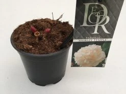 Pioenroos (Paeonia Lactiflora 'Shirley Temple') -Groene Wereld paeonia shirley temple p12