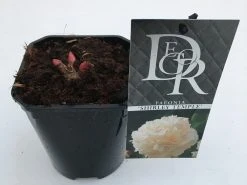 Pioenroos (Paeonia Lactiflora 'Shirley Temple') -Groene Wereld paeonia shirley temple v1