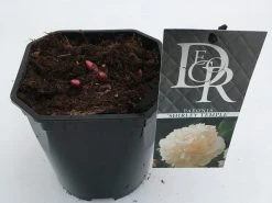 Pioenroos (Paeonia Lactiflora 'Shirley Temple') -Groene Wereld paeonia shirley temple v2