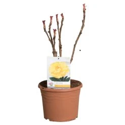 Gele Boompioen (Paeonia Suffruticosa) 8 Gele Boompioen (Paeonia Suffruticosa) -Groene Wereld paeonia suff. geel c5 2