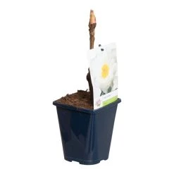 Witte Boompioen (Paeonia Suffruticosa) -Groene Wereld paeonia suff. wit p11 2 1