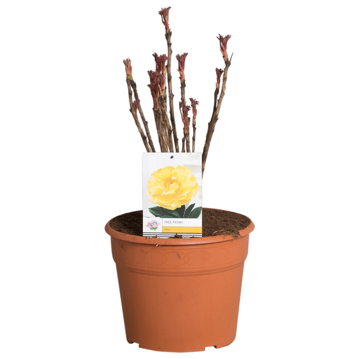 Gele Boompioen (Paeonia Suffruticosa) 6 Gele Boompioen (Paeonia Suffruticosa) - Afbeelding 4