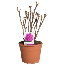 Paarse Boompioen (Paeonia Suffruticosa) -Groene Wereld paeonia suffruticosa paars c12 2