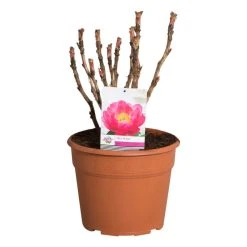 Roze Boompioen (Paeonia Suffruticosa) -Groene Wereld paeonia suffruticosa roze c12 2