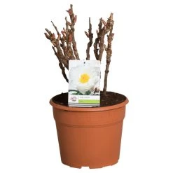 Witte Boompioen (Paeonia Suffruticosa) -Groene Wereld paeonia suffruticosa wit c12 2 1