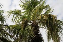 Winterharde Palm (Trachycarpus Fortunei) -Groene Wereld palm 3