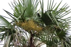 Winterharde Palm (Trachycarpus Fortunei) -Groene Wereld palm 5