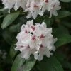 Rhododendron (Rhododendron 'Schneeauge') -Groene Wereld papr00234