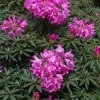 Rhododendron (Rhododendron 'Graziella') -Groene Wereld papr00291