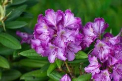 Rhododendron (Rhododendron 'Bohlkens Lupinenberg')