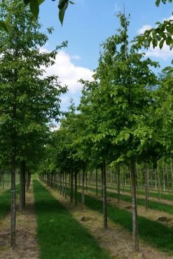 Grote Parrotia (Parrotia Persica) -Groene Wereld parrotia persica s 18 20