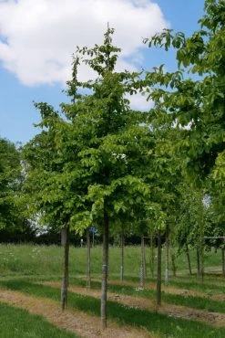 Grote Parrotia (Parrotia Persica) -Groene Wereld parrotia persica s 20 25