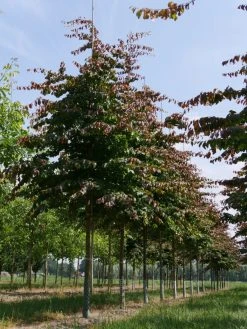 Grote Parrotia (Parrotia Persica) -Groene Wereld parrotia persica s 25 30