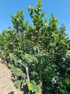 Perzisch IJzerhout Als Struik (Parrotia Persica) 12 Perzisch IJzerhout Als Struik (Parrotia Persica) -Groene Wereld parrotia persica 1