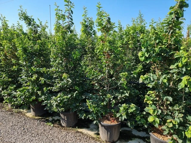 Perzisch IJzerhout Als Struik (Parrotia Persica) 7 Perzisch IJzerhout Als Struik (Parrotia Persica) - Afbeelding 5