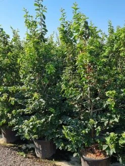 Perzisch IJzerhout Als Struik (Parrotia Persica) 11 Perzisch IJzerhout Als Struik (Parrotia Persica) -Groene Wereld parrotia persica 200250 cm 2