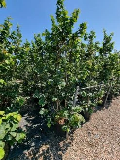 Perzisch IJzerhout Als Struik (Parrotia Persica) 13 Perzisch IJzerhout Als Struik (Parrotia Persica) -Groene Wereld parrotia persica 2