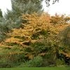 Perzisch IJzerhout Als Struik (Parrotia Persica) 2 Perzisch IJzerhout Als Struik (Parrotia Persica) -Groene Wereld parrotiapersica11