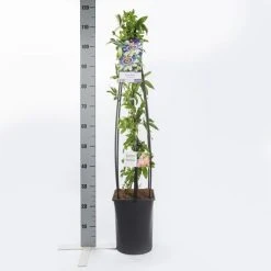 Passiebloem (Passiflora Caerulea) 13 Passiebloem (Passiflora Caerulea) -Groene Wereld passiflora caerulea1.00 1.25