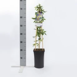 Passiebloem (Passiflora Caerulea) 12 Passiebloem (Passiflora Caerulea) -Groene Wereld passiflora caerulea