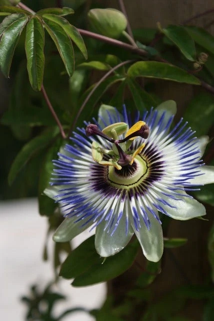 Passiebloem (Passiflora Caerulea) 7 Passiebloem (Passiflora Caerulea) - Afbeelding 5