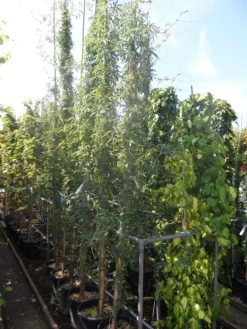 Passiebloem (Passiflora Caerulea) 16 Passiebloem (Passiflora Caerulea) -Groene Wereld passiflora caerulea 300 400 c25