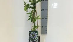 Passiebloem (Passiflora Caerulea) 17 Passiebloem (Passiflora Caerulea) -Groene Wereld passiflora caerulea 50 60 c2 1