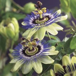 Passiebloem (Passiflora Caerulea)