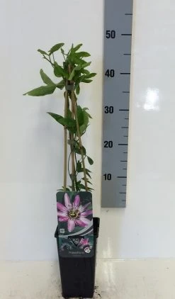 Passiebloem (Passiflora 'Victoria') 7 Passiebloem (Passiflora 'Victoria') -Groene Wereld passiflora victoria 50 60 c2