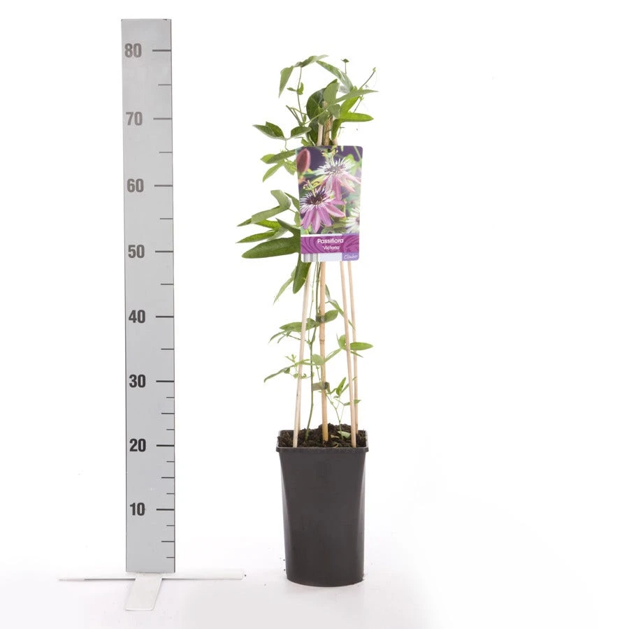Passiebloem (Passiflora 'Victoria') 4 Passiebloem (Passiflora 'Victoria') - Afbeelding 2