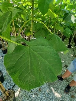 Anna Paulownaboom (Paulownia Fortunei 'Fast Blue') -Groene Wereld paulownia fortunei fast blue 2 1