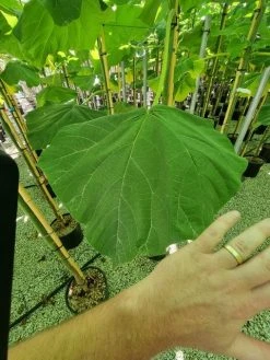 Anna Paulownaboom (Paulownia Fortunei 'Fast Blue') -Groene Wereld paulownia fortunei fast blue 3 1