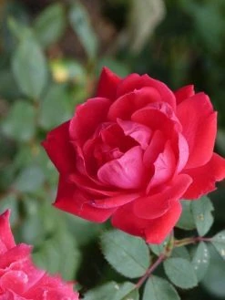 Klimroos (Rosa 'Paul's Scarlet Climber') -Groene Wereld paulsscarletclimber 2