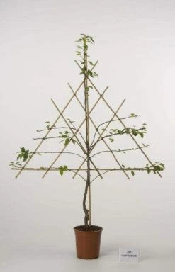 Lei-Peer (Pyrus Communis 'Bonne Louise D'Avranches') -Groene Wereld peer leirek 2 1 1